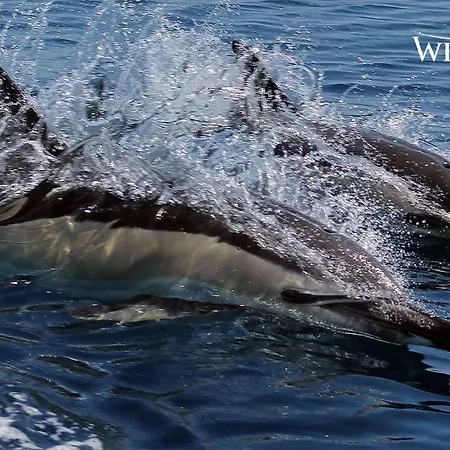 Porque Voce Merece Apartamento Quarteira