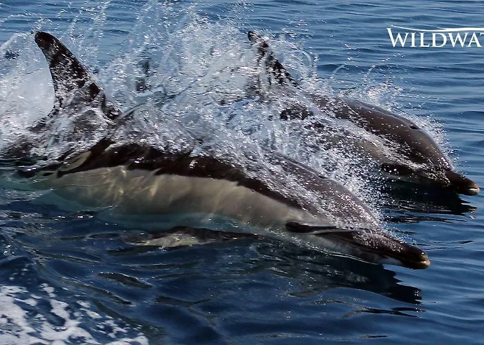 Porque Voce Merece アパート クアルテイラ